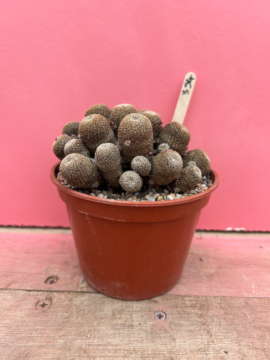 Rebutia species (354)