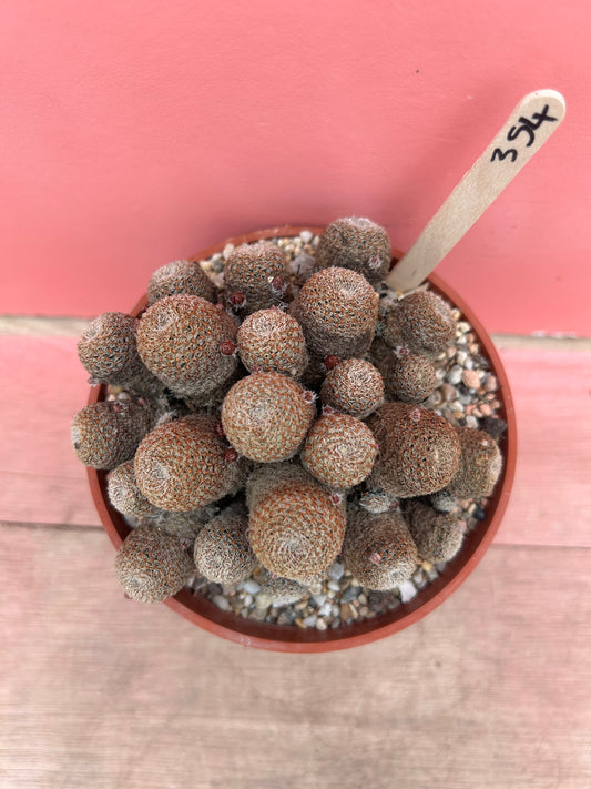 Rebutia species (354)