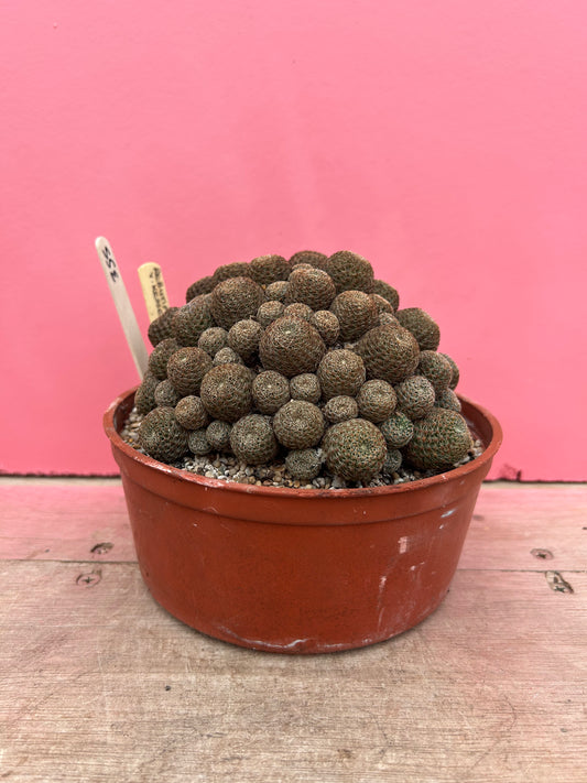 Rebutia senilis var. kesselringiana (355)