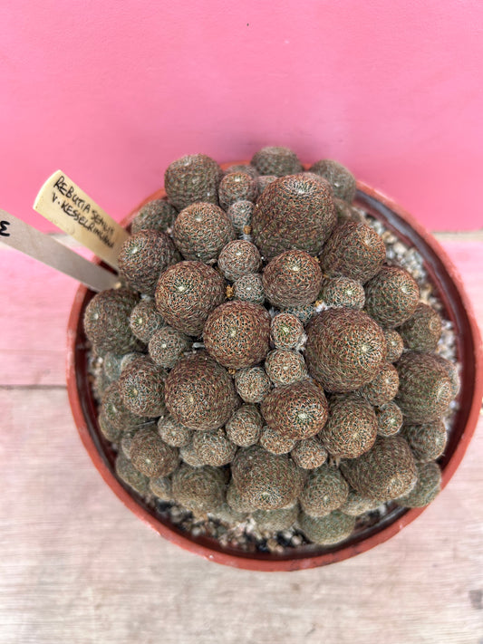 Rebutia senilis var. kesselringiana (355)