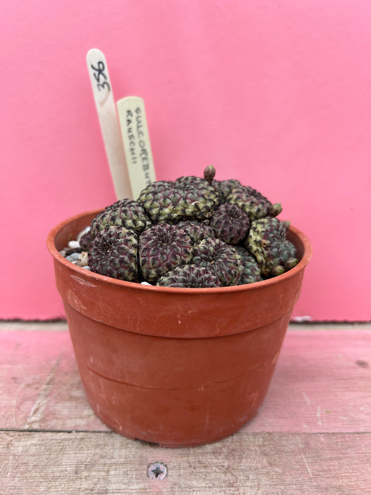 Sulcorebutia rauschii (356)