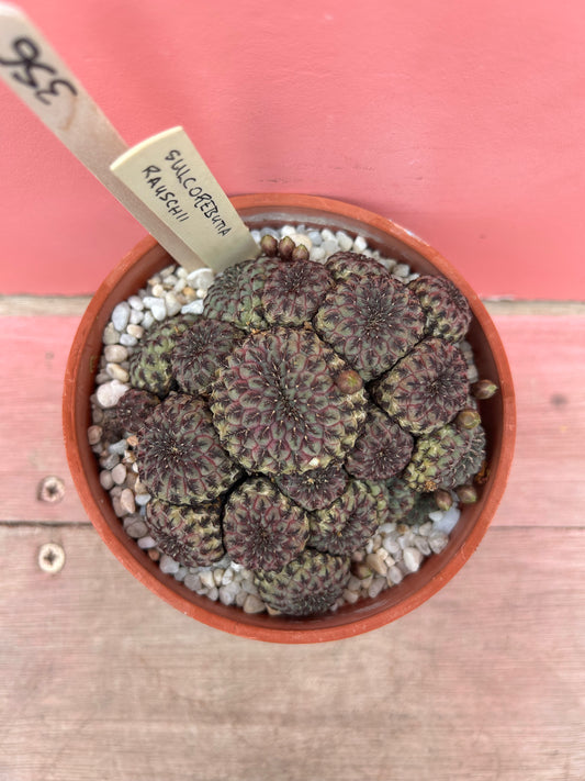 Sulcorebutia rauschii (356)