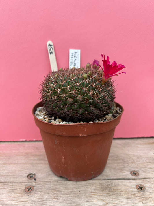 Sulcorebutia purpurea 'HS 15SA' (357)