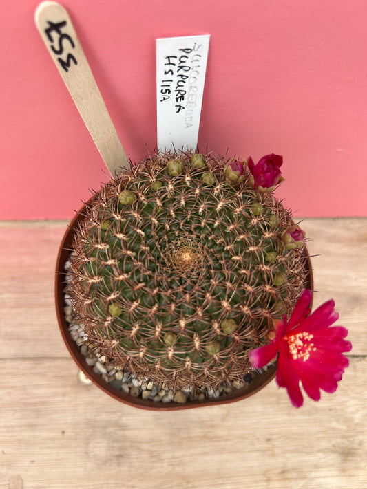 Sulcorebutia purpurea 'HS 15SA' (357)