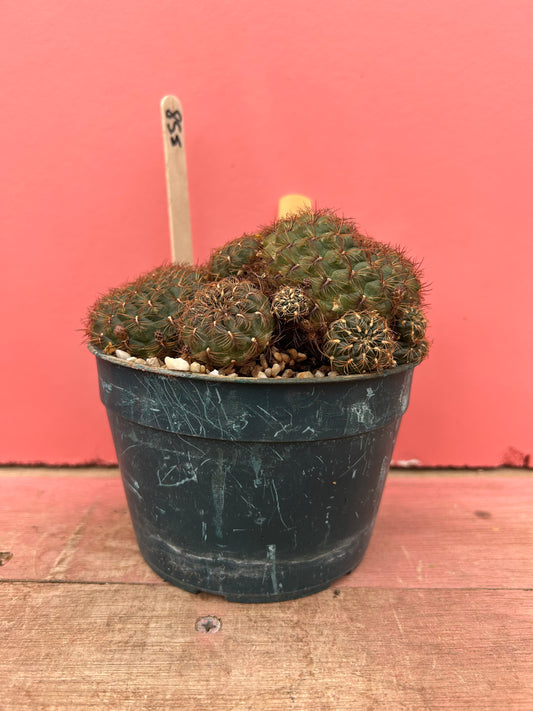 Sulcorebutia crispa (358)