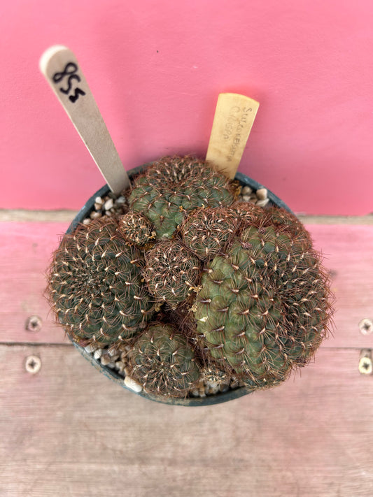 Sulcorebutia crispa (358)
