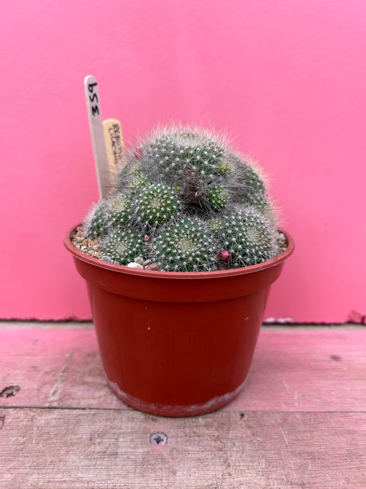 Rebutia senilis var. lilacino-rosea (359)