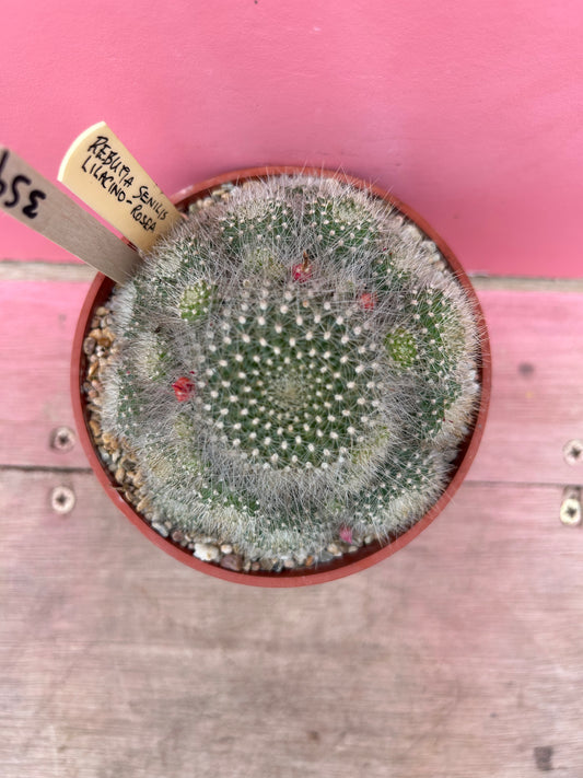 Rebutia senilis var. lilacino-rosea (359)