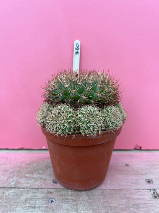 Sulcorebutia vizcarrae 'HS 151A' (360)