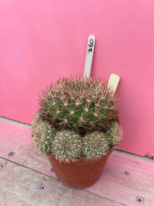 Sulcorebutia vizcarrae 'HS 151A' (360)