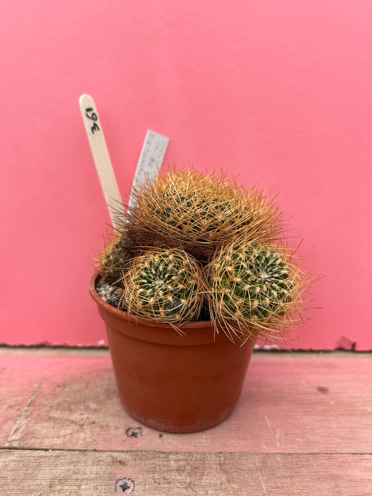 Sulcorebutia vizcarrae 'HS 151A' (361)