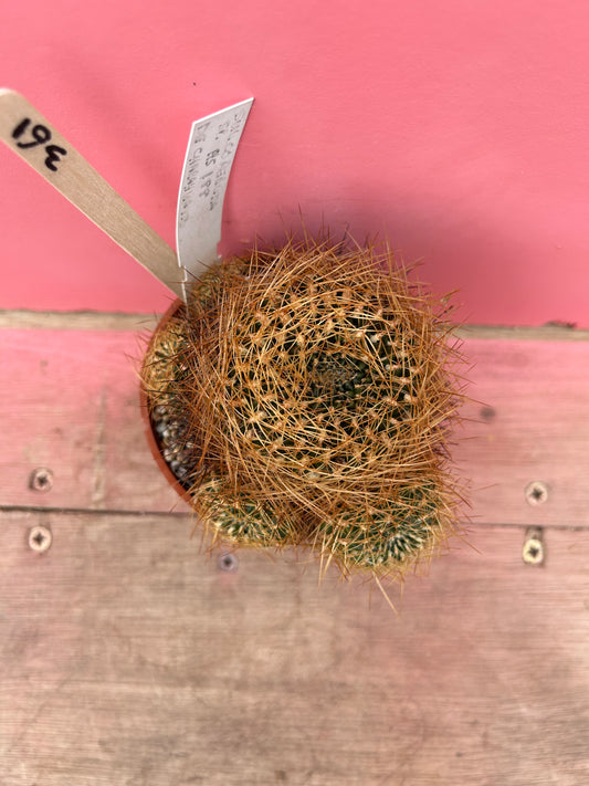 Sulcorebutia vizcarrae 'HS 151A' (361)