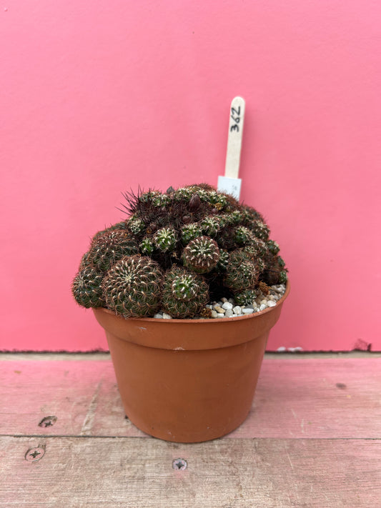 Sulcorebutia crispa (362)