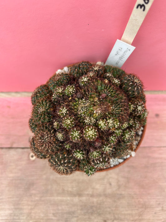 Sulcorebutia crispa (362)