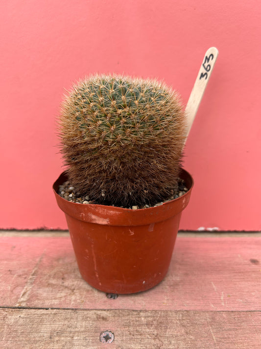 Sulcorebutia species (363)