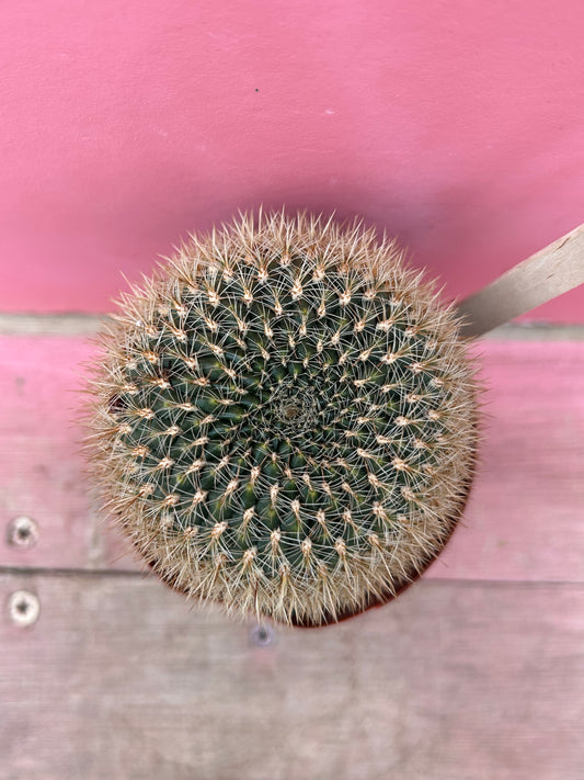 Sulcorebutia species (363)