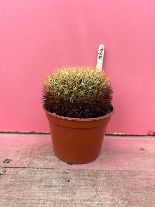 Sulcorebutia pampagrandensis (364)