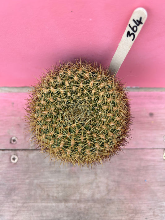 Sulcorebutia pampagrandensis (364)