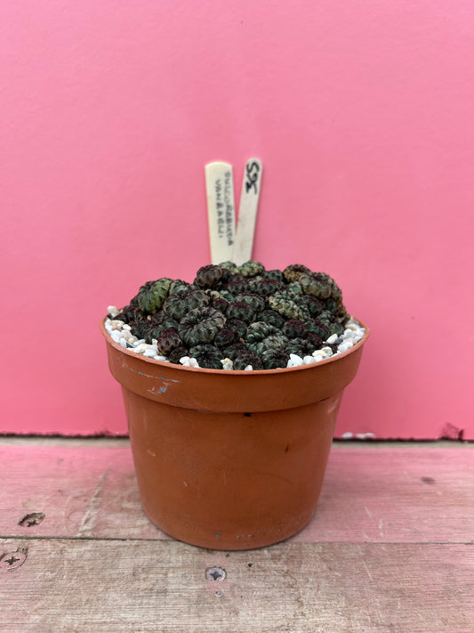 Sulcorebutia vanbaelii (365)