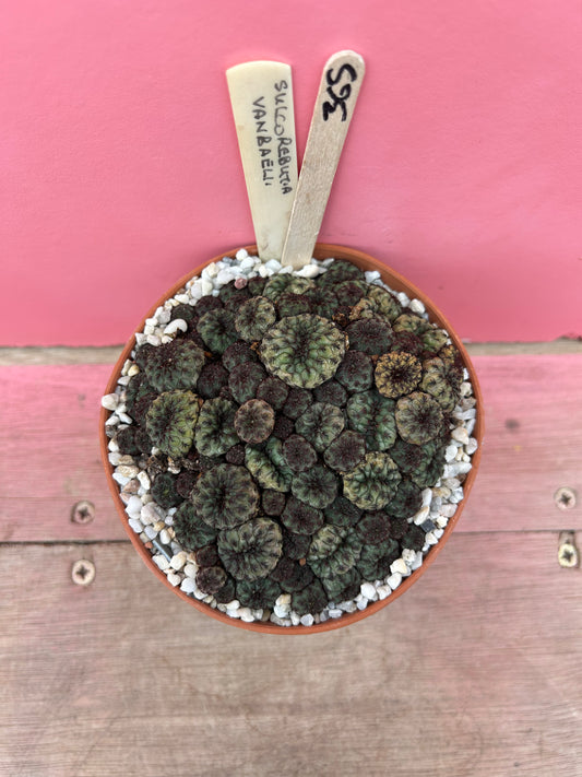 Sulcorebutia vanbaelii (365)