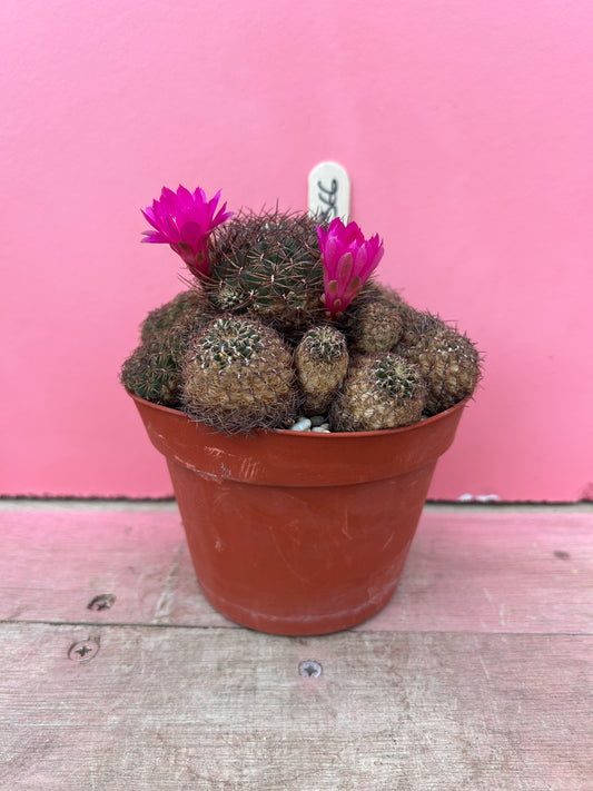 Sulcorebutia markusii (366)