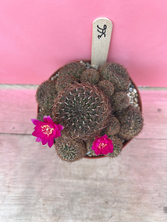 Sulcorebutia markusii (366)