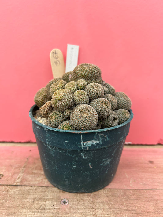 Rebutia heliosa (367)