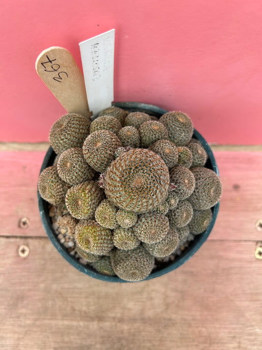 Rebutia heliosa (367)