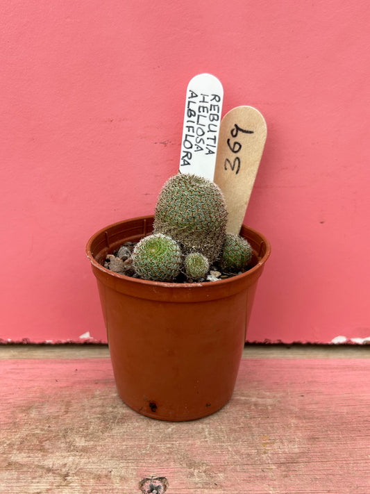 Rebutia heliosa albiflora (369)