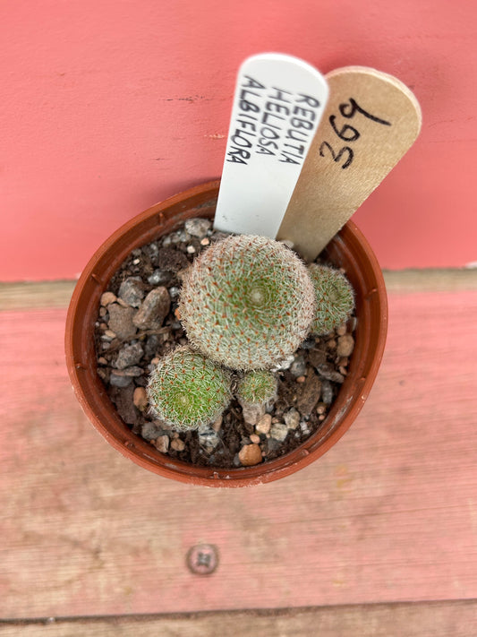 Rebutia heliosa albiflora (369)