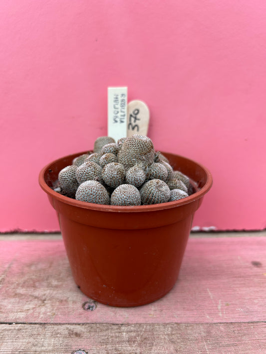 Rebutia heliosa (370)