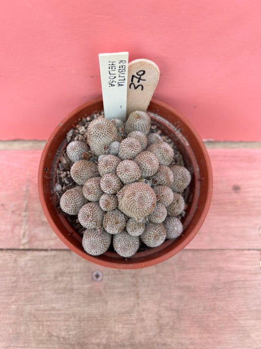 Rebutia heliosa (370)
