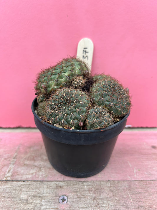 Sulcorebutia species (371)