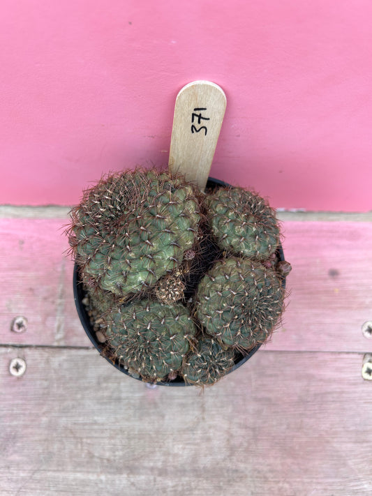 Sulcorebutia species (371)