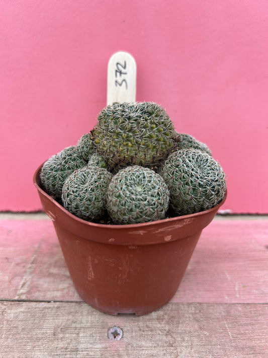 Sulcorebutia crispa (372)