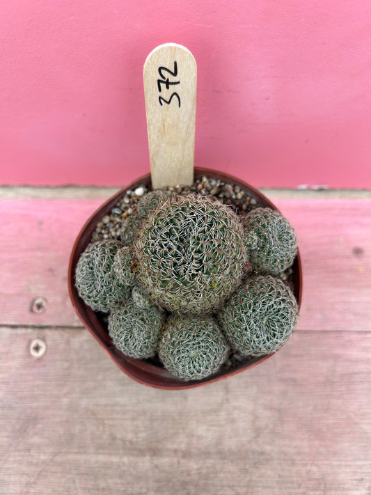 Sulcorebutia crispa (372)