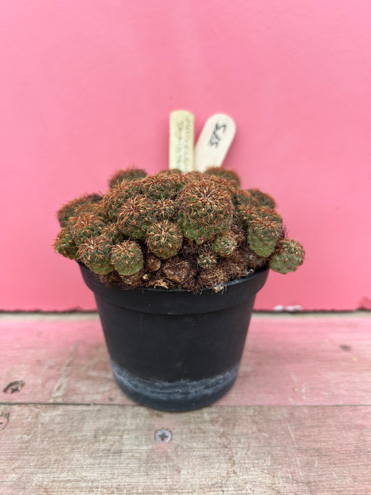 Sulcorebutia zavaletae (373)