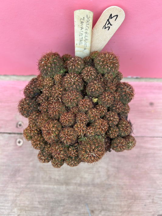 Sulcorebutia zavaletae (373)