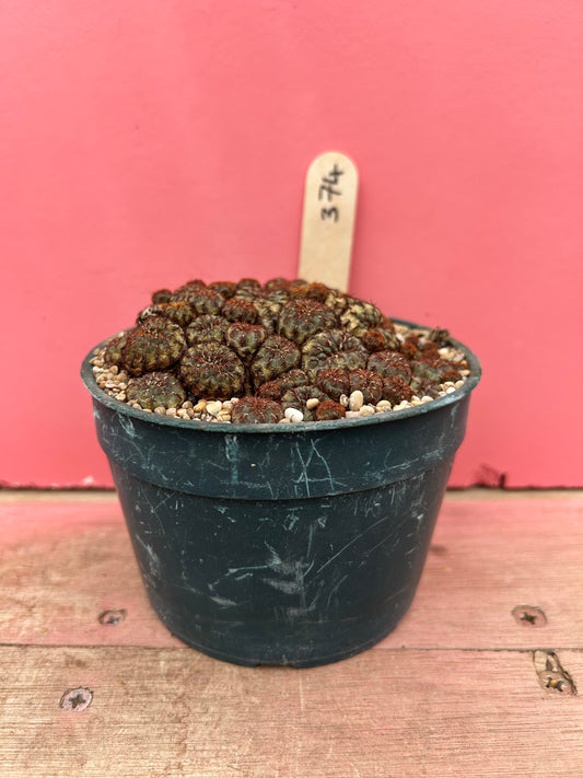 Sulcorebutia vanbaclii (374)