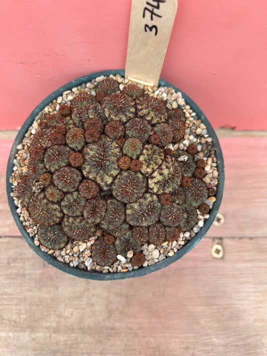 Sulcorebutia vanbaclii (374)