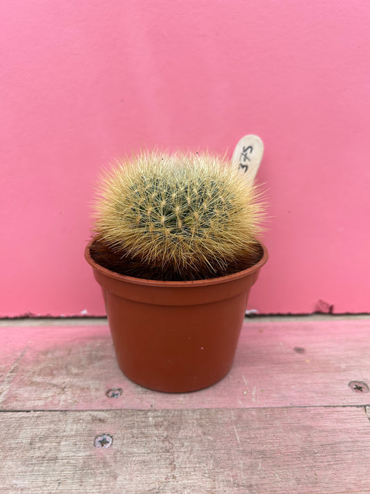 Sulcorebutia species (375)