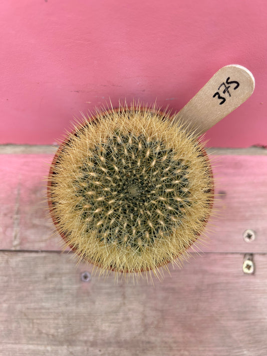 Sulcorebutia species (375)