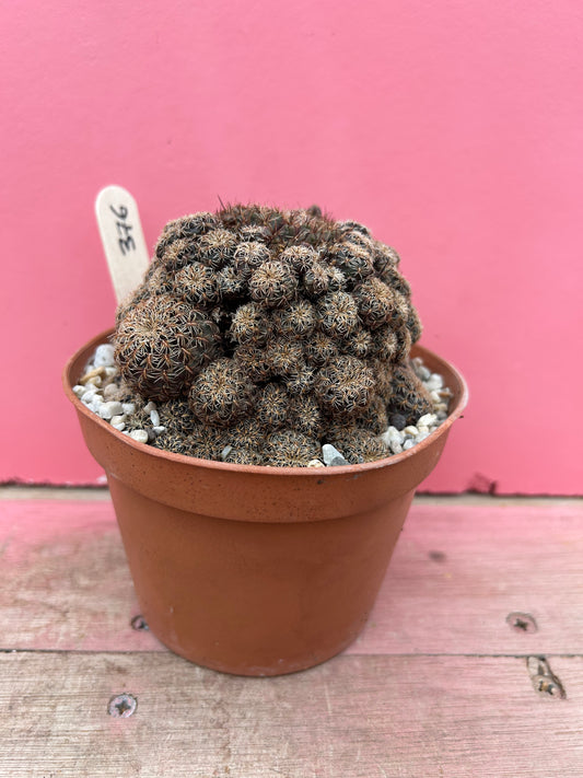 Sulcorebutia species (376)