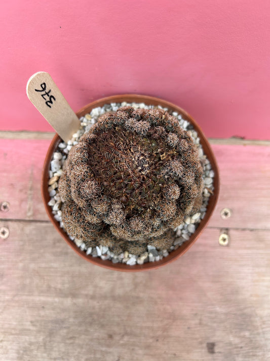 Sulcorebutia species (376)
