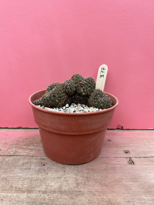 Sulcorebutia species (377)