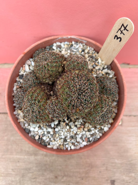 Sulcorebutia species (377)