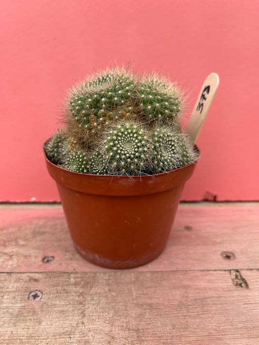 Rebutia senilis lilacino-rosea (378)