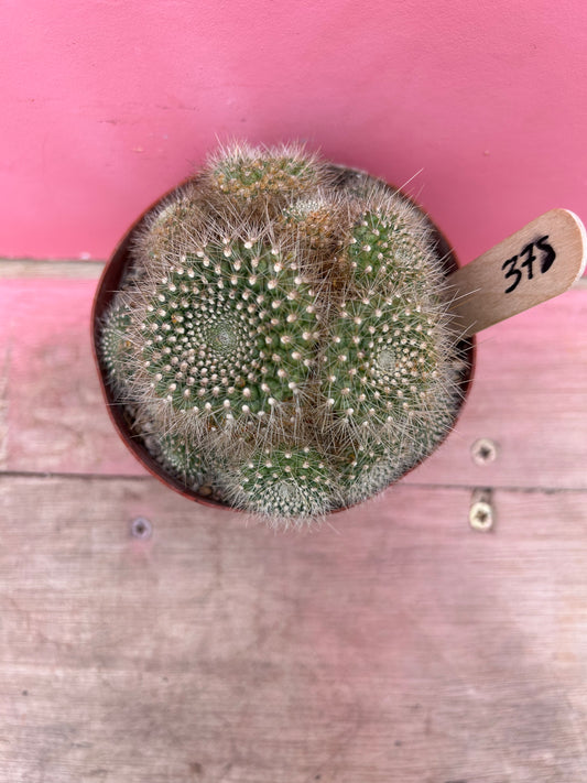 Rebutia senilis lilacino-rosea (378)