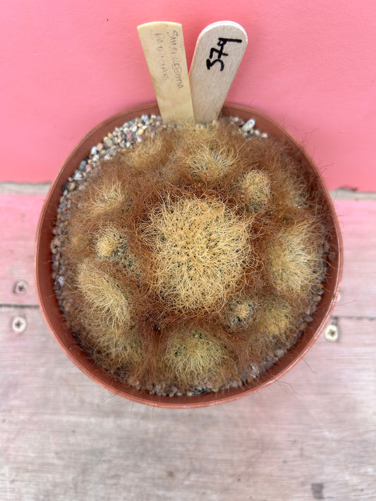Sulcorebutia patriciae (379)