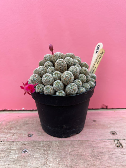 Rebutia hybrid 'Dark Maiden' (380)